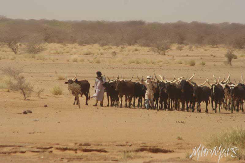 Mud Maps Africa Niger Sahel 3088